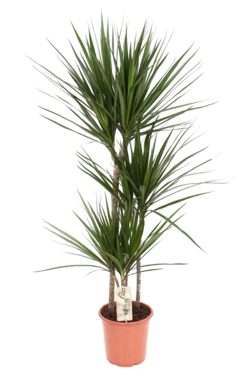 Dracaena Marginata (Dragon Tree) ↑ 120 Cm