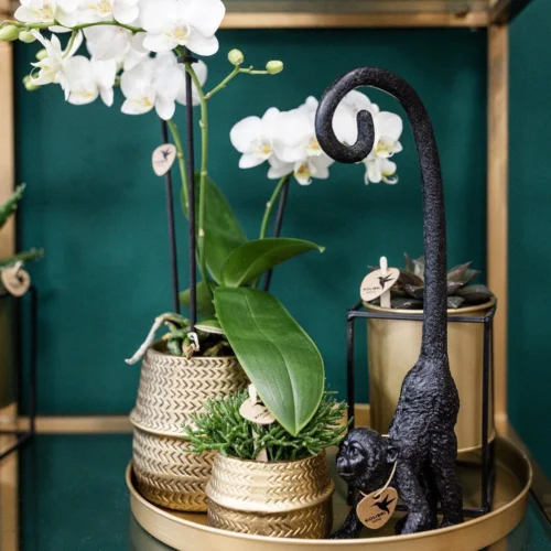 Groove Gold Plant Set | Set With White Phalaenopsis Orchid And Small & Large Succulent - Gold Ceramic Pots Included -Plant Haven Home unnamed 21bad3dd 1c19 417a b580 85a57b2e33b4