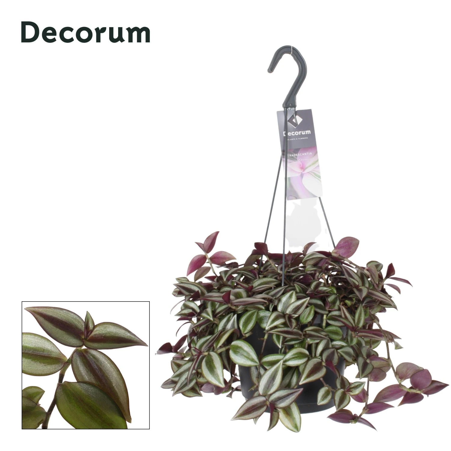 Tradescantia Zebrina Purpusii (Wandering Jew) ↑ 30 Cm 1 Tradescantia Zebrina Purpusii (Wandering Jew) ↑ 30 Cm
