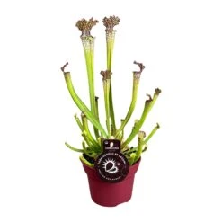 Sarracenia Farnhamii (Pitcher Plant) ↑ 40 Cm