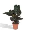 Calathea Ornata (Pinstripe Plant) ↑ 75 Cm