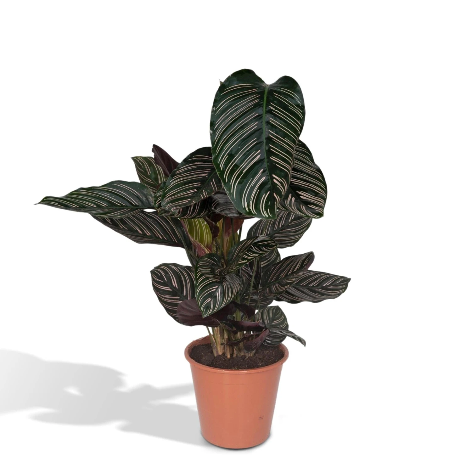Calathea Ornata (Pinstripe Plant) ↑ 75 Cm 1 Calathea Ornata (Pinstripe Plant) ↑ 75 Cm
