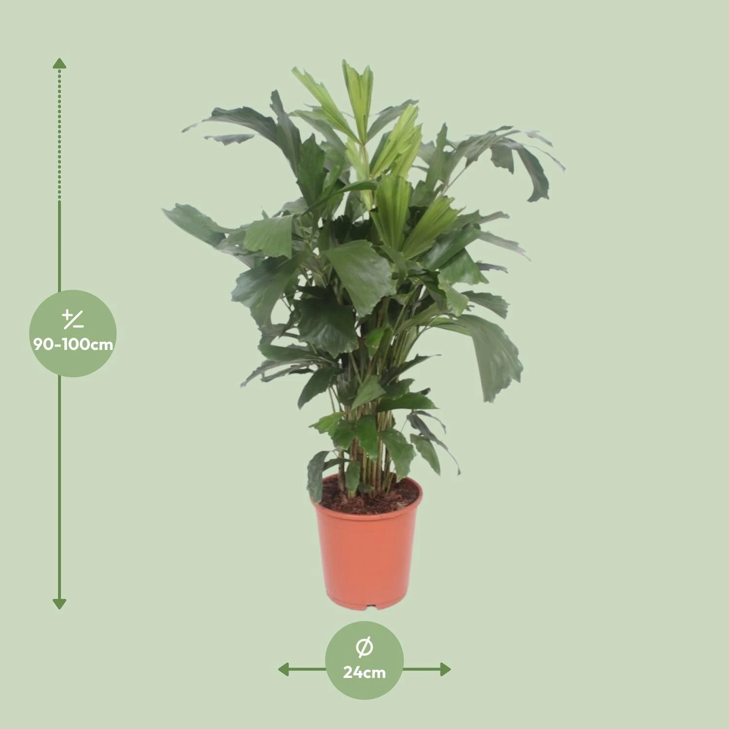 Caryota Mitis (Fishtail Palm) ↑ 110 Cm 2 Caryota Mitis (Fishtail Palm) ↑ 110 Cm - Image 2