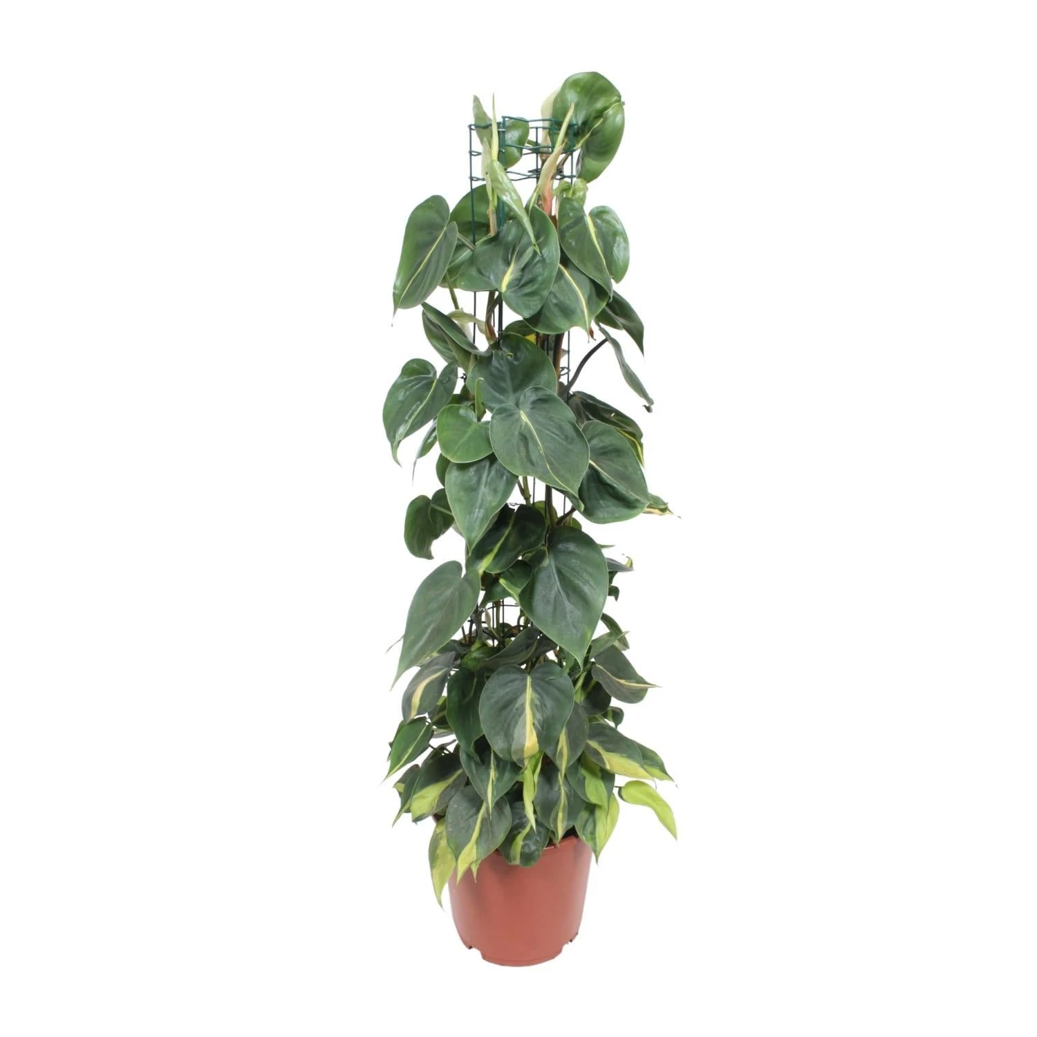 Philodendron Scandens Brasil (Heartleaf Philodendron) ↑ 120 Cm 1 Philodendron Scandens Brasil (Heartleaf Philodendron) ↑ 120 Cm