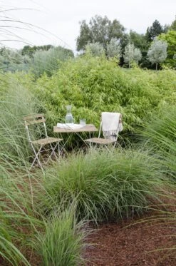 Fargesia Rufa (Bamboo Plant) ↑ 40cm 12 Fargesia Rufa (Bamboo Plant) ↑ 40cm -Plant Haven Home unnamed 3d9cbce1 9f44 4978 959f e407d9b4b6d3