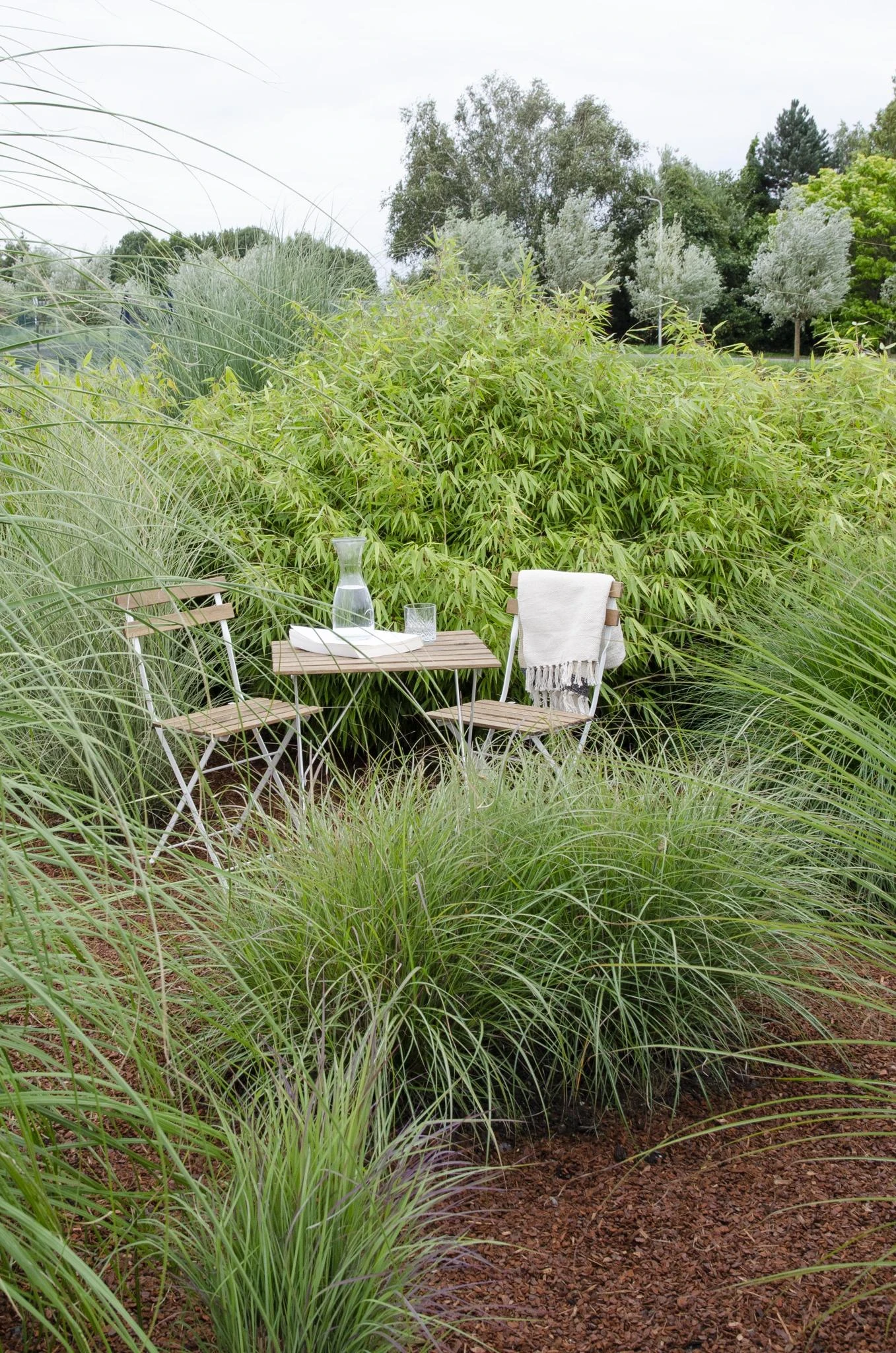 Fargesia Rufa (Bamboo Plant) ↑ 40cm 4 Fargesia Rufa (Bamboo Plant) ↑ 40cm - Image 4