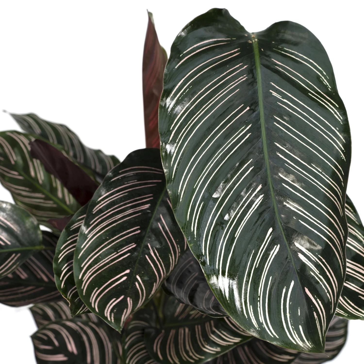 Calathea Ornata (Pinstripe Plant) ↑ 75 Cm 5 Calathea Ornata (Pinstripe Plant) ↑ 75 Cm - Image 5