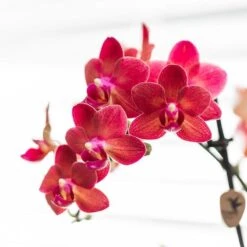 Red Phalaenopsis Orchid - Congo + Diabolo Travertine - Pot Size Ø9cm - ↑ 35 Cm -Plant Haven Home unnamed 40d1bd2b 047d 41fd b77c 005bb865c444