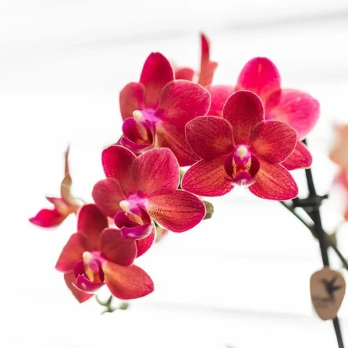 Red Phalaenopsis Orchid - Congo + Diabolo Travertine - Pot Size Ø9cm - ↑ 35 Cm -Plant Haven Home unnamed 40d1bd2b 047d 41fd b77c 005bb865c444