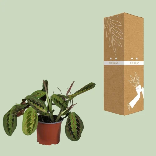 Maranta Leuconeura Fascinator (Prayer Plant) ↑ 30 Cm -Plant Haven Home unnamed 4192683c 82a9 4f9f bcd1 bf52cdd9fd98