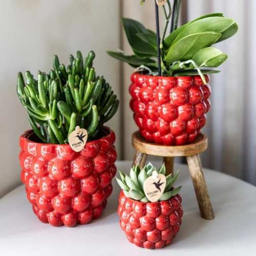 Red Phalaenopsis Orchid – Congo + Berry Pot – Ø 9cm – 40cm 9 Red Phalaenopsis Orchid – Congo + Berry Pot – Ø 9cm – 40cm -Plant Haven Home unnamed 4282bd1d 8195 494a 93bf 45fd50f7b965