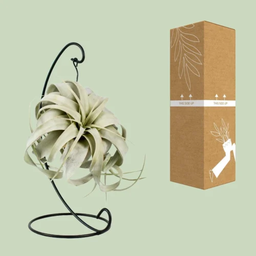 Tillandsia King Xero (Air Plant) ↑ 23 Cm 6 Tillandsia King Xero (Air Plant) ↑ 23 Cm -Plant Haven Home unnamed 47445fda 5e2a 4ca6 84df 880294636f2b