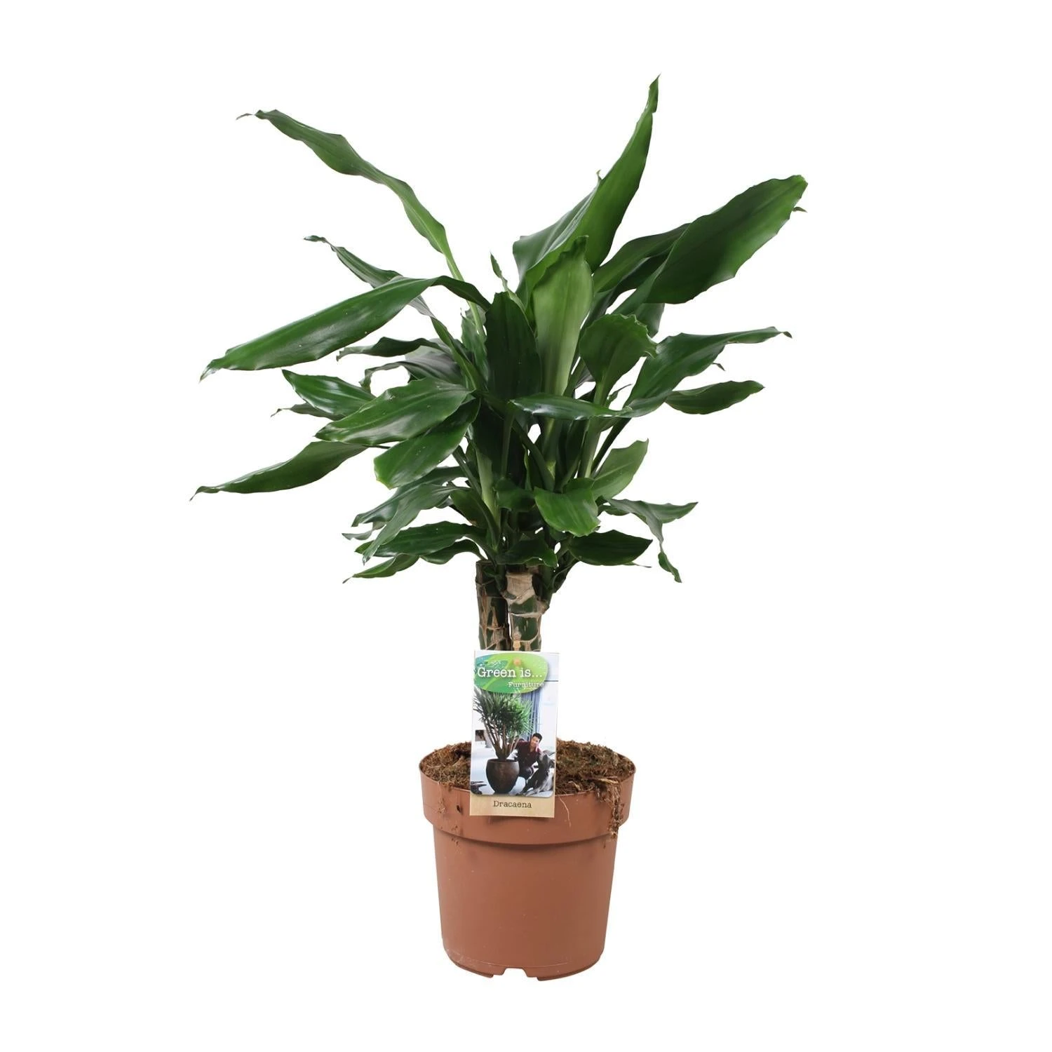 Dracaena Fragrans Steudneri Green (Dragon Tree) ↑55 Cm 1 Dracaena Fragrans Steudneri Green (Dragon Tree) ↑55 Cm