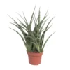 Sansevieria Fernwood Punk (Snake Plant) ↑ 35 Cm