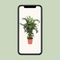 Caryota Mitis (Fishtail Palm) ↑ 110 Cm 7 Caryota Mitis (Fishtail Palm) ↑ 110 Cm -Plant Haven Home unnamed 4e94ec29 492f 4d06 8113 5e57f4723790