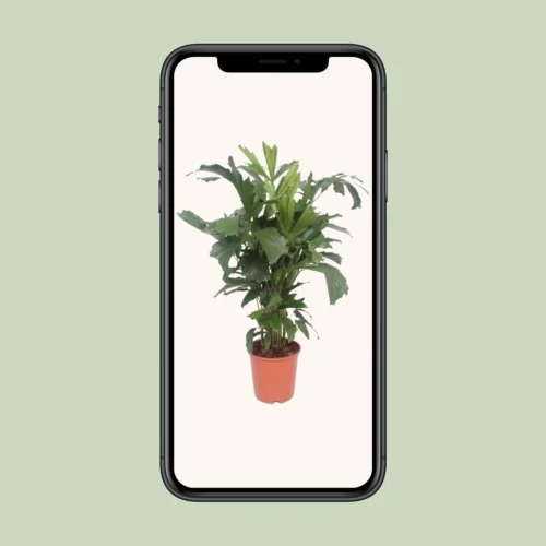 Caryota Mitis (Fishtail Palm) ↑ 110 Cm 7 Caryota Mitis (Fishtail Palm) ↑ 110 Cm -Plant Haven Home unnamed 4e94ec29 492f 4d06 8113 5e57f4723790