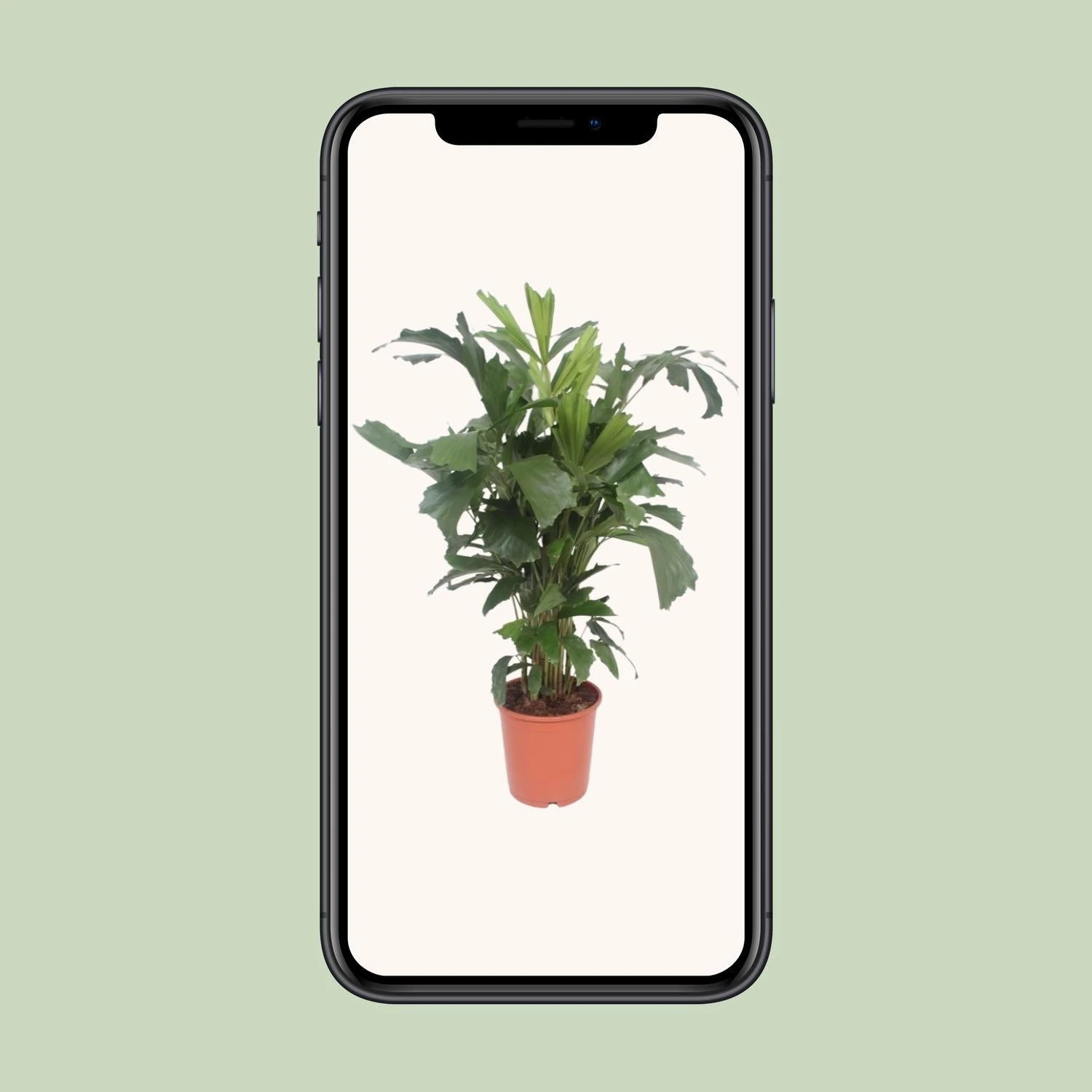 Caryota Mitis (Fishtail Palm) ↑ 110 Cm 4 Caryota Mitis (Fishtail Palm) ↑ 110 Cm - Image 4