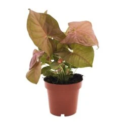 Syngonium Neon (Arrowhead Plant) ↑ 25 Cm