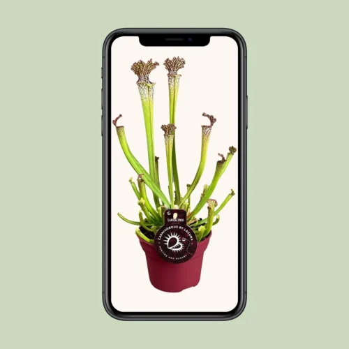 Sarracenia Farnhamii (Pitcher Plant) ↑ 40 Cm -Plant Haven Home unnamed 5410cba7 f339 4173 bfe4 53b7aa8a753f