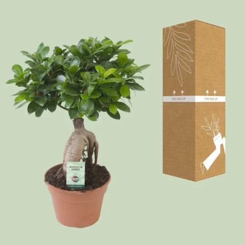 Ficus Ginseng (bonsai) - Ø 17cm - ↑ 40cm -Plant Haven Home unnamed 5949ac91 06bb 4343 96b6 2d0e45dd4cdb