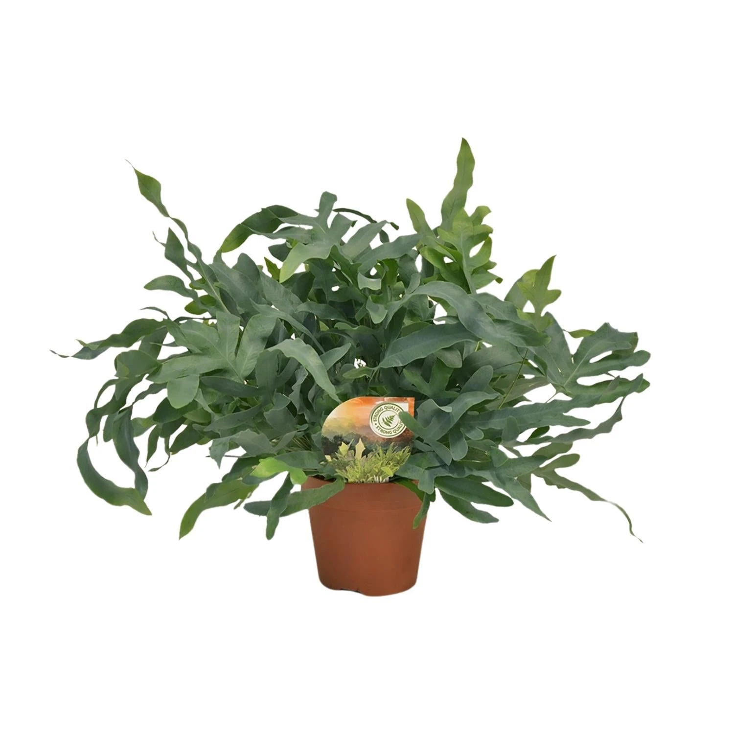 Phlebodium Blue Star (Blue Fern) ↑ 60 Cm 1 Phlebodium Blue Star (Blue Fern) ↑ 60 Cm