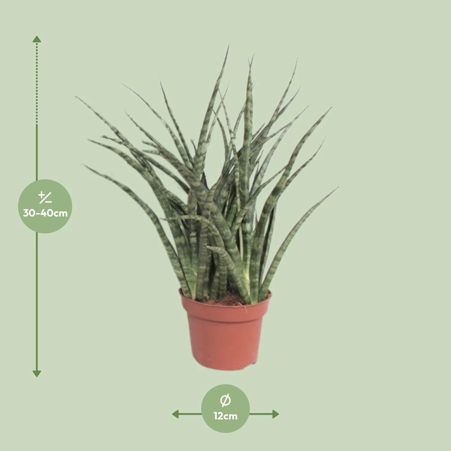Sansevieria Fernwood Punk (Snake Plant) ↑ 35 Cm 2 Sansevieria Fernwood Punk (Snake Plant) ↑ 35 Cm - Image 2