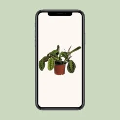 Maranta Leuconeura Fascinator (Prayer Plant) ↑ 30 Cm -Plant Haven Home unnamed 65d34d78 3b21 4c1b ae79 108b96a38f68