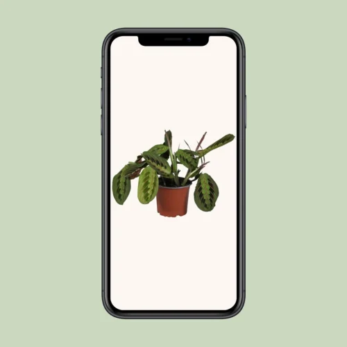 Maranta Leuconeura Fascinator (Prayer Plant) ↑ 30 Cm -Plant Haven Home unnamed 65d34d78 3b21 4c1b ae79 108b96a38f68