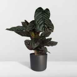 Calathea Ornata (Pinstripe Plant) ↑ 75 Cm 15 Calathea Ornata (Pinstripe Plant) ↑ 75 Cm -Plant Haven Home unnamed 65dd7d0c 4476 4a61 a233 6fe61fd86e3f