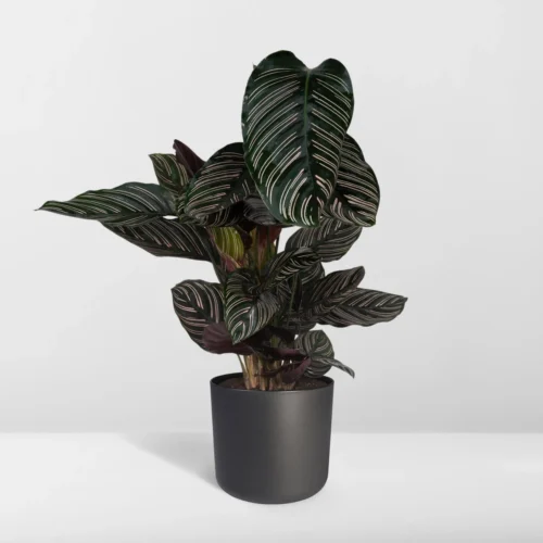Calathea Ornata (Pinstripe Plant) ↑ 75 Cm -Plant Haven Home unnamed 65dd7d0c 4476 4a61 a233 6fe61fd86e3f