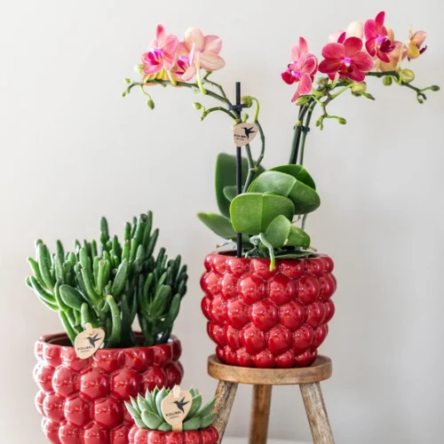 Red Phalaenopsis Orchid – Congo + Berry Pot – Ø 9cm – 40cm 10 Red Phalaenopsis Orchid – Congo + Berry Pot – Ø 9cm – 40cm -Plant Haven Home unnamed 66d974ae c33d 41ad a21c 9420e68a0f8c