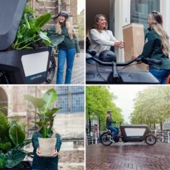 Calathea Ornata (Pinstripe Plant) ↑ 75 Cm 14 Calathea Ornata (Pinstripe Plant) ↑ 75 Cm -Plant Haven Home unnamed 6a1b51bb 3f18 42e5 b69c f0d5a258a064