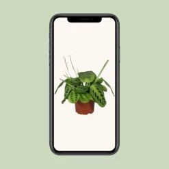 Maranta Leuconeura Fascinator Lemon Lime - Ø12cm - ↑ 30cm -Plant Haven Home unnamed 6a8fabb4 25c7 49f9 8a2d 329d67c29294