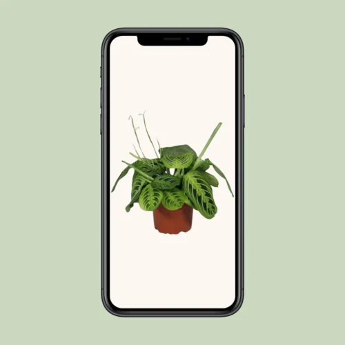 Maranta Leuconeura Fascinator Lemon Lime - Ø12cm - ↑ 30cm 7 Maranta Leuconeura Fascinator Lemon Lime - Ø12cm - ↑ 30cm -Plant Haven Home unnamed 6a8fabb4 25c7 49f9 8a2d 329d67c29294