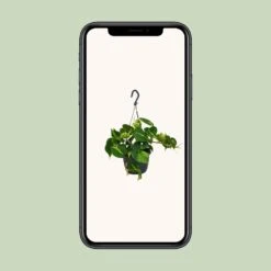 Philodendron Scandens Brasil (Heartleaf Philodendron) ↑ 35 Cm 7 Philodendron Scandens Brasil (Heartleaf Philodendron) ↑ 35 Cm -Plant Haven Home unnamed 741f6470 7978 460a a1f7 8784bf51cb6c