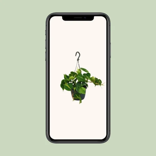 Philodendron Scandens Brasil (Heartleaf Philodendron) ↑ 35 Cm -Plant Haven Home unnamed 741f6470 7978 460a a1f7 8784bf51cb6c