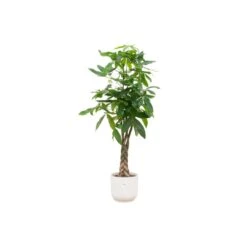 Pachira Aquatica (Money Tree) + Elho Vibes Fold Round White ↑ 160 Cm