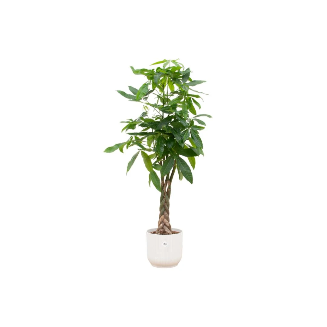 Pachira Aquatica (Money Tree) + Elho Vibes Fold Round White ↑ 160 Cm 1 Pachira Aquatica (Money Tree) + Elho Vibes Fold Round White ↑ 160 Cm