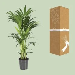 Howea Forsteriana (Kentia Palm) ↑ 100 Cm -Plant Haven Home unnamed 77228c0c 15f7 4d75 b2a8 963bbd5ecaac