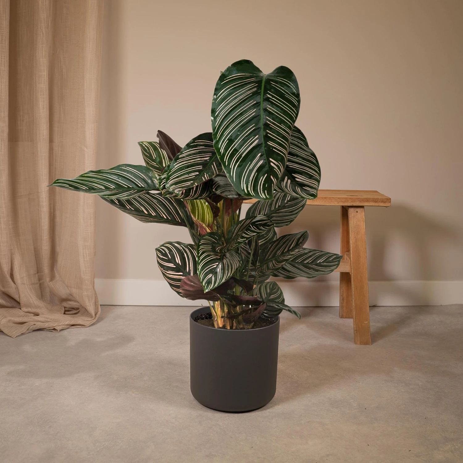 Calathea Ornata (Pinstripe Plant) ↑ 75 Cm 6 Calathea Ornata (Pinstripe Plant) ↑ 75 Cm - Image 6