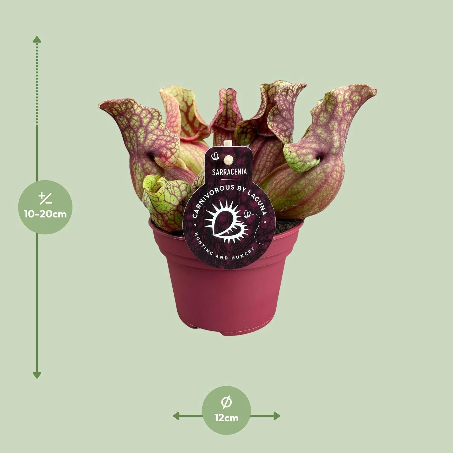 Sarracenia Venosa (Venosa Pitcher Plant) ↑ 20 Cm 2 Sarracenia Venosa (Venosa Pitcher Plant) ↑ 20 Cm - Image 2