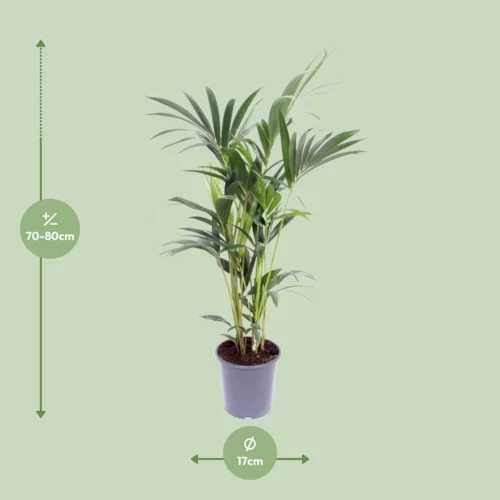 Plant Haven Home -Plant Haven Home unnamed 7e9a0bab 2126 463f b55a a1ecb876d12f