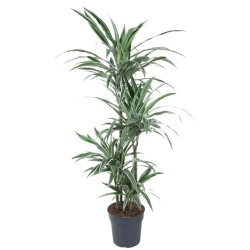 Dracaena Warneckei (Dragon Tree) ↑ 150 Cm