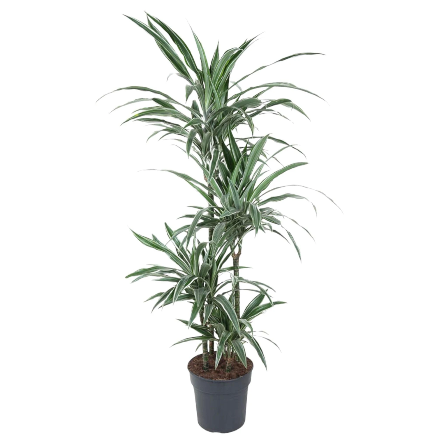 Dracaena Warneckei (Dragon Tree) ↑ 150 Cm 1 Dracaena Warneckei (Dragon Tree) ↑ 150 Cm