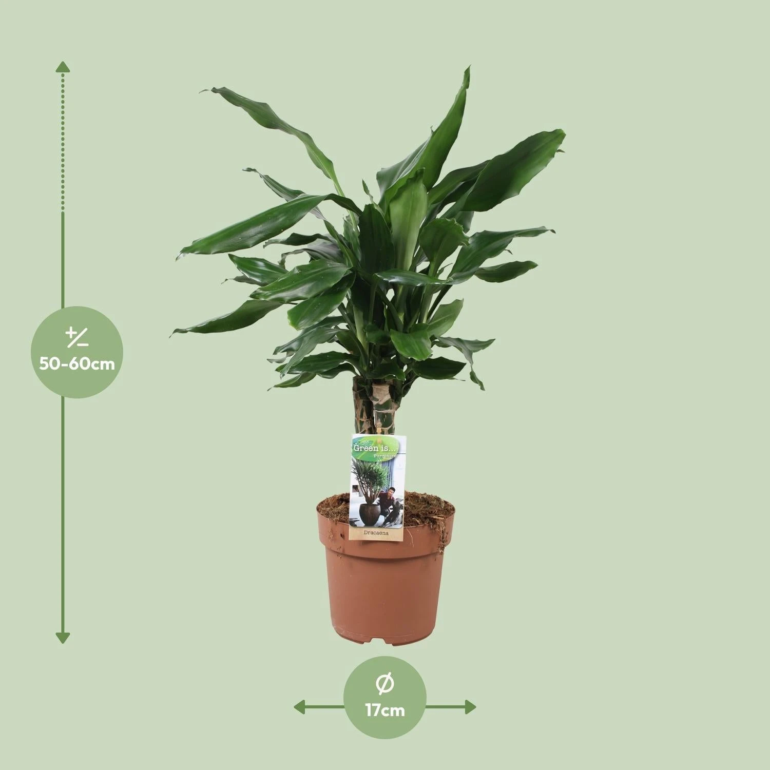 Dracaena Fragrans Steudneri Green (Dragon Tree) ↑55 Cm 2 Dracaena Fragrans Steudneri Green (Dragon Tree) ↑55 Cm - Image 2