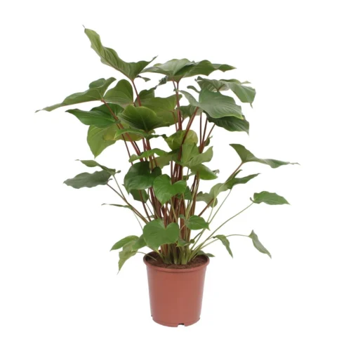 Homalomena Rubescens Maggy (Heartleaf Philodendron) ↑ 90 Cm