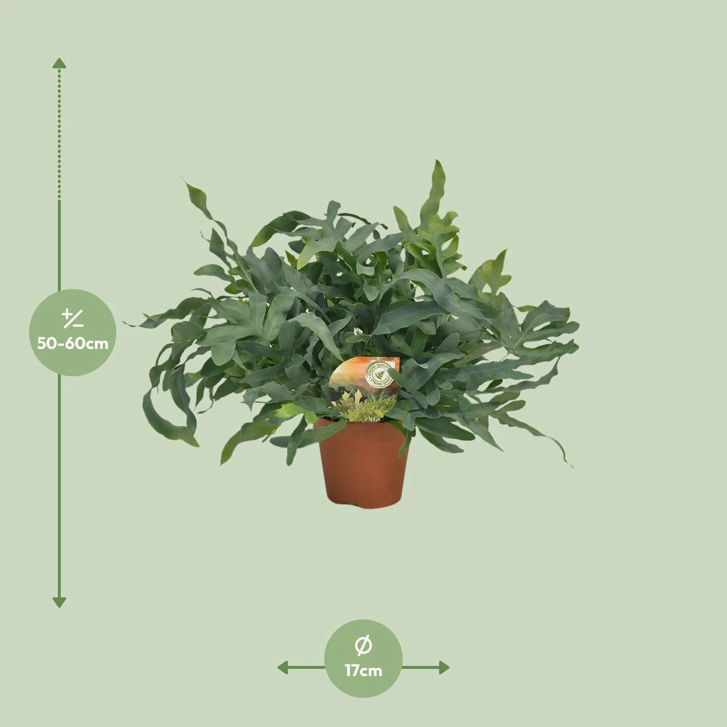 Phlebodium Blue Star (Blue Fern) ↑ 60 Cm 2 Phlebodium Blue Star (Blue Fern) ↑ 60 Cm - Image 2