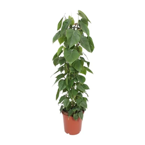 Philodendron Scandens (Heartleaf Philodendron) ↑ 120 Cm
