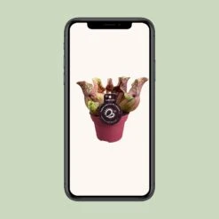 Sarracenia Venosa (Venosa Pitcher Plant) ↑ 20 Cm 7 Sarracenia Venosa (Venosa Pitcher Plant) ↑ 20 Cm -Plant Haven Home unnamed 8a224219 feaa 49ee 9ef5 8bc6de918cb6