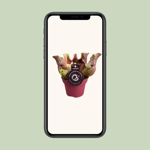 Sarracenia Venosa (Venosa Pitcher Plant) ↑ 20 Cm -Plant Haven Home unnamed 8a224219 feaa 49ee 9ef5 8bc6de918cb6